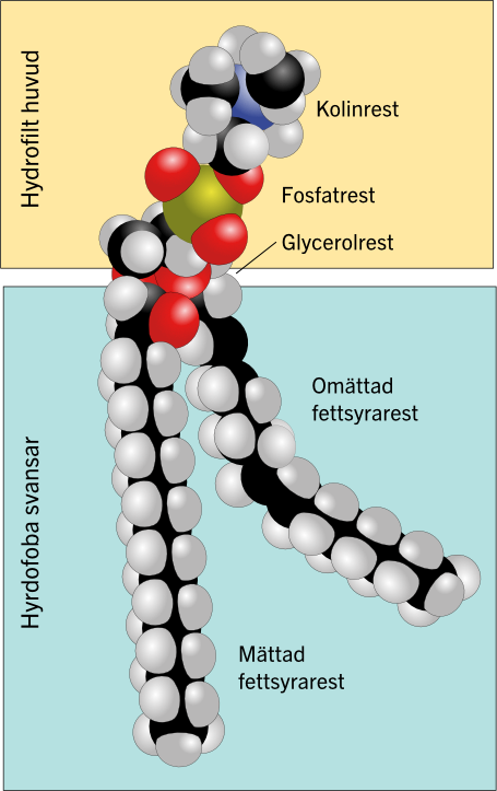 <p><span style="line-height: 115%;"><span>Dem har bara 2 fettsyresvansar och en fosforatom (p) i ena änden, dessa finns i cellmembranet. (rita de gärna)</span></span></p>