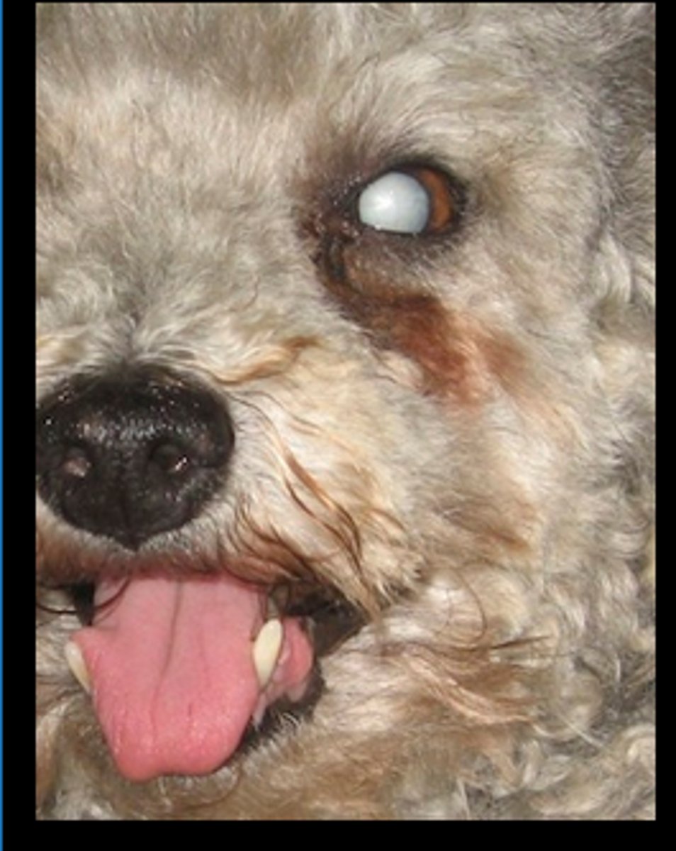 <p>Lens displays opaqueness.</p>