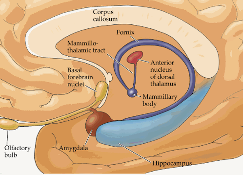 <p>c-shaped fiber tract from hippocampus</p><ul><li><p>myelinated afferent &amp; efferent fibers</p></li><li><p>splits from hippocampus</p></li><li><p>continues to anterior commissure</p></li></ul><p></p>