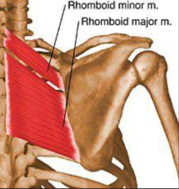 <p>Rhomboid major and rhomboid minor.</p>