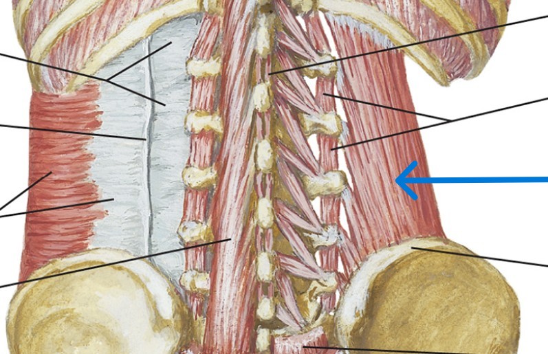 <p>Which muscle of the vertebral column is:</p><ul><li><p>At lumbar, square</p></li><li><p>Action: lat flex spine or raise hip</p></li><li><p>Nerve: <span style="color: yellow;">T12-L1</span> nerve roots</p></li></ul><p></p>