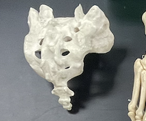 <p>Name this Bone?</p>