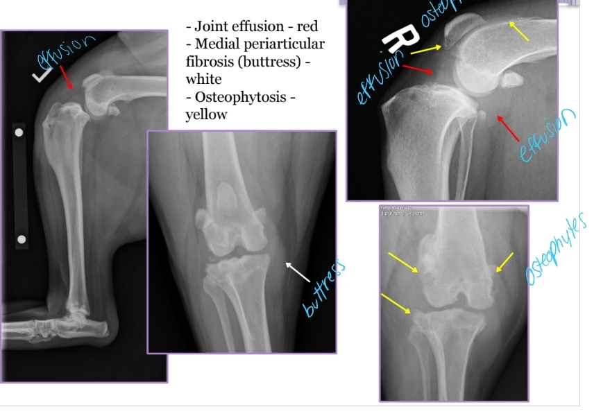 <p><span style="background-color: transparent;"><strong><span>Cranial Cruciate Ligament Disease Diagnosis</span></strong></span></p>
