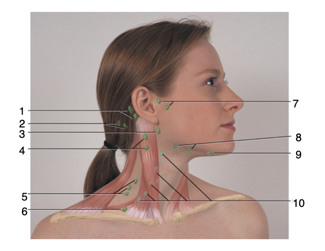 <p><span>Be able to list the name of each of the lymph nodes on this diagram</span></p><p></p>