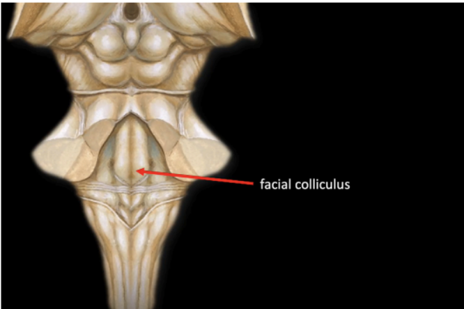 <p>Facial colliculus</p>