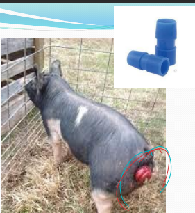 <p>Rectal Prolapse in <span style="color: rgb(230, 155, 255)">pigs</span></p>
