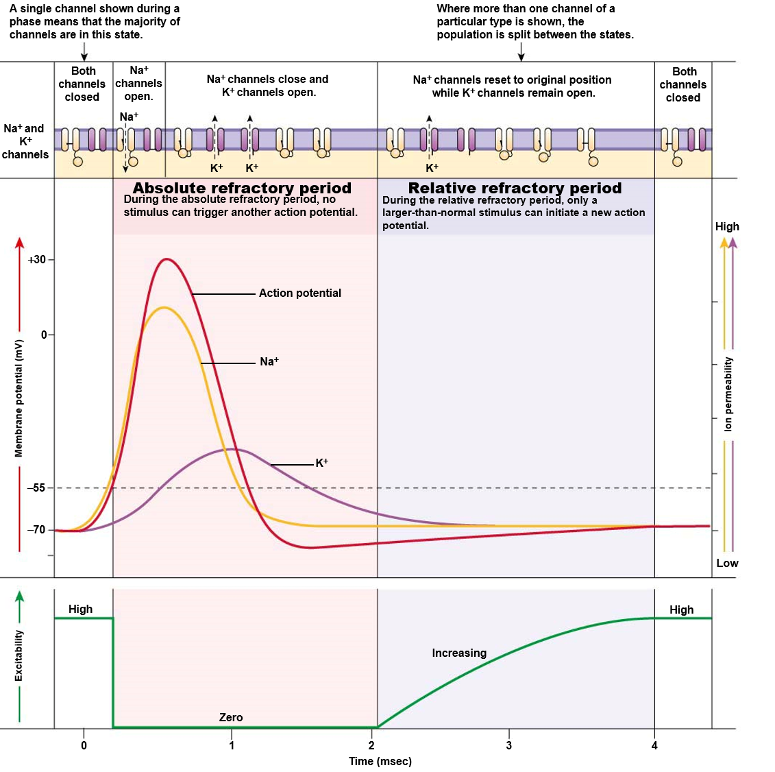<p><strong>absolute refractory period</strong></p><ul><li><p>can’t fire another action potential during this time</p></li><li><p>reset of Na+ gates (inactivation gate opens, voltage gate closes)</p></li><li><p>prevents action potential from going backward or overlapping</p></li></ul><p><strong>relative refractory period</strong></p><ul><li><p>action potential can fire but requires larger stimulus</p></li><li><p>some but not all Na+ gates are reset</p></li><li><p>K+ gates are still open</p></li></ul>