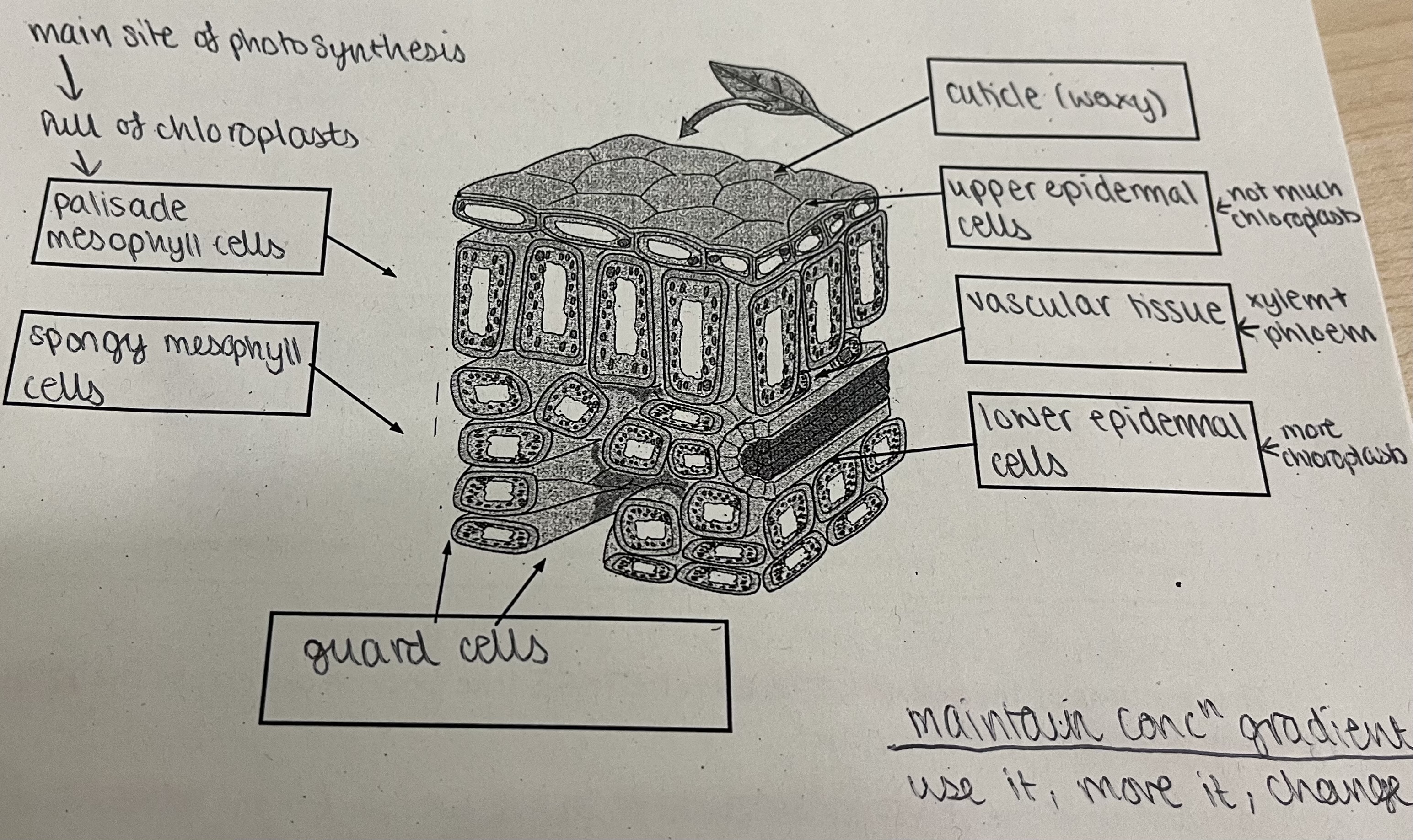 knowt flashcard image