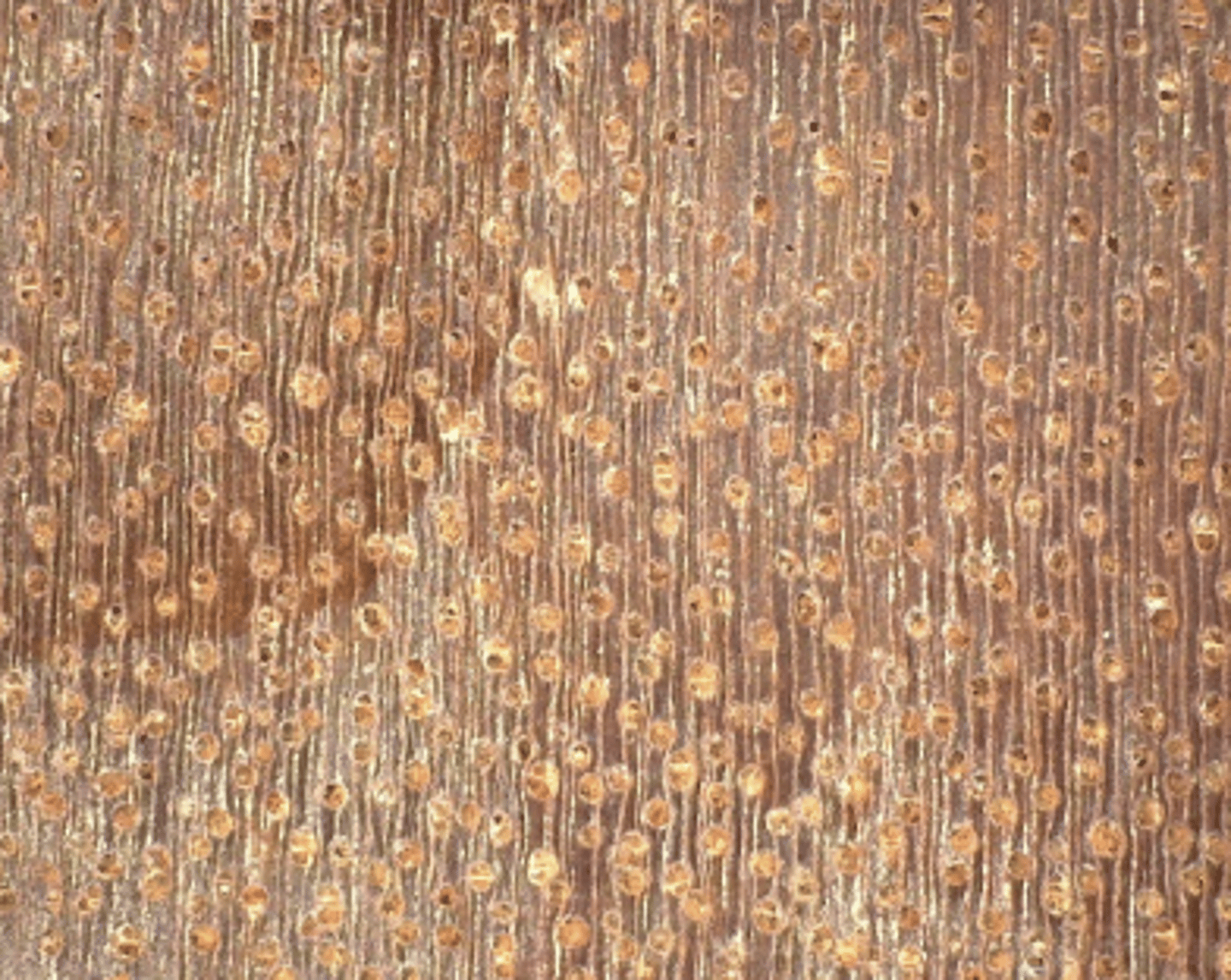 <p>Heartwood dark red color; numerous small pores; presence of tyloses; wavy wood rays which can also be seen on the tangential surface</p><p>Look alike: Dao (A has smaller vessels and dark red)</p>