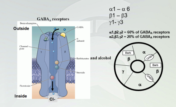 <p>GABA(A) receptors </p>