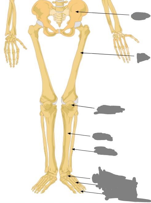 <p>Label this image from top to bottom…</p>