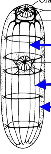 <p>center to outer: ventral dorsal lateral </p>