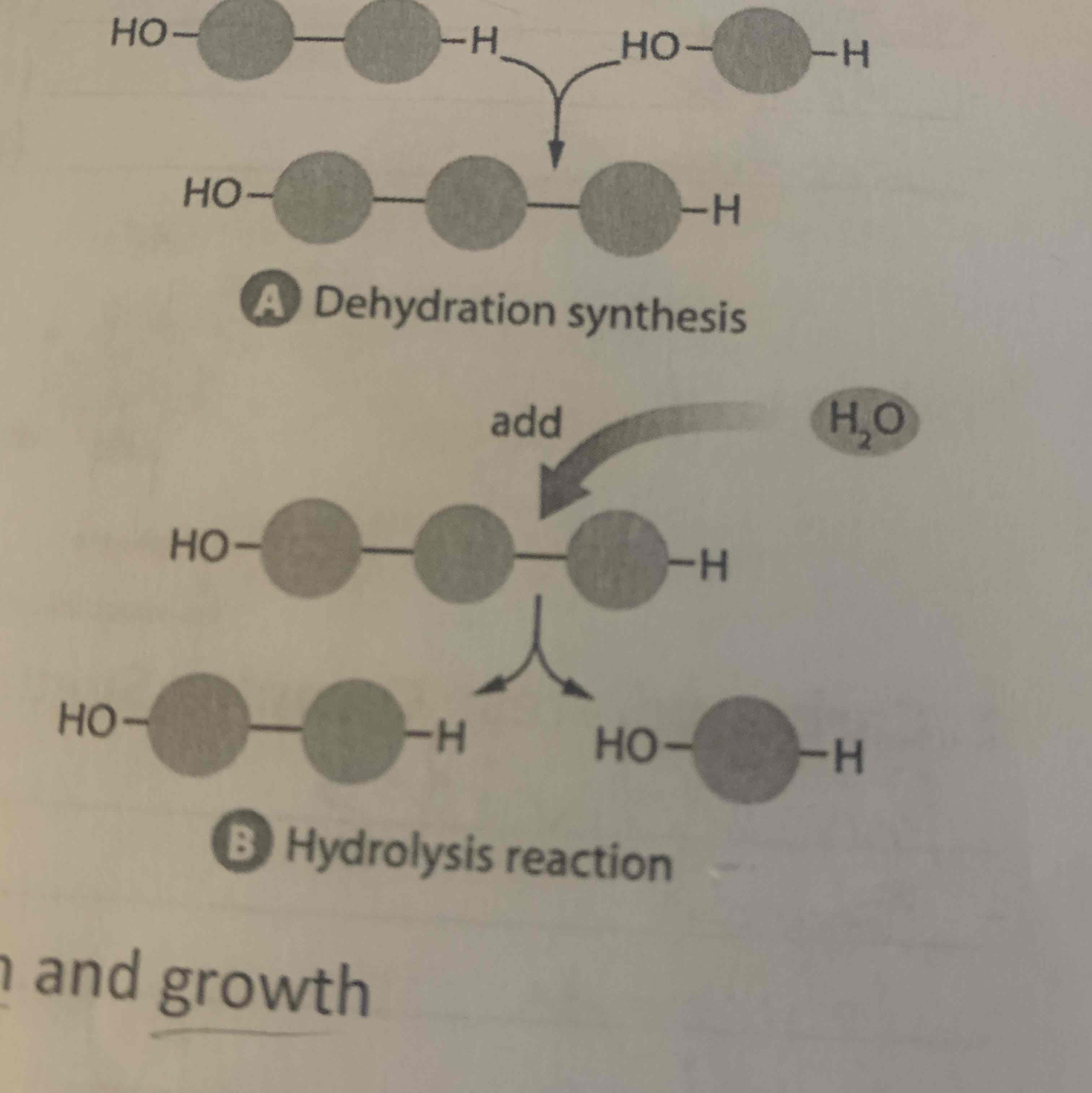 <p>Water is added to a covalent bond between two subunits and breaks the bond.</p>