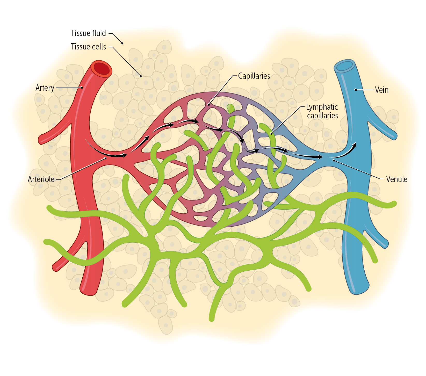 <p>The vascular system empties into the lymphatic system at the level of the capillaries. Fluid diffuses out of the capillaries into the interstitium and from there enters the lymphatic capillaries</p>