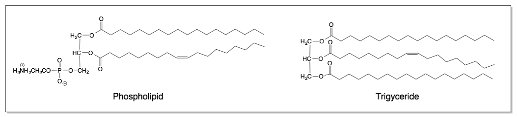<p>Fosfoglyceriden (fosfolipiden behoren tot deze groep) hebben slechts 2 vetzuren gebonden aan glycerol en op de 3de plaats zit een polaire kop met een fosfaatgroep, terwijl triglyceriden 3 vetzuurketens verbonden hebben met glycerol)</p>