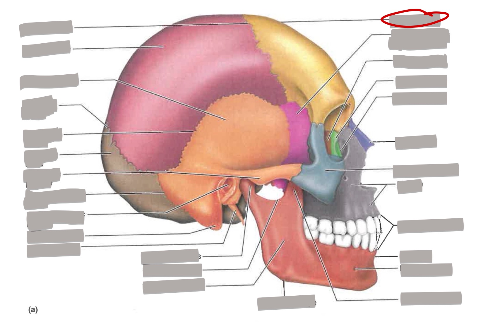 term image