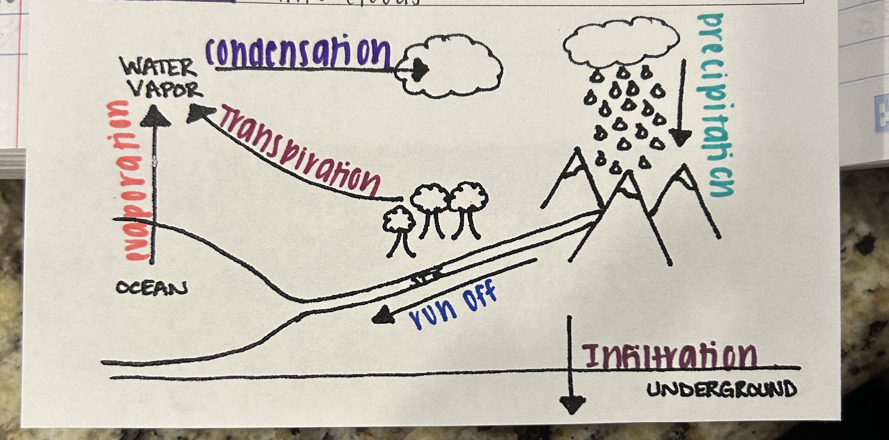 <p>Which cycle is this?</p>