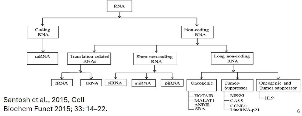 <ul><li><p>shorter than 200 nucleotides</p></li></ul><p></p>
