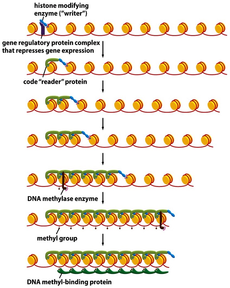 <ol><li><p>A repressor binds DNA and recruits a histone writer, which puts a histone mark </p></li><li><p>Histone mark is read by a histone-reader</p></li><li><p>Reader-writer complex spreads the mark</p></li><li><p>DNA methylate (DNMT) is attracted by the reader</p></li><li><p>DNMT adds 5-methyl groups on cytosones</p></li><li><p>Methyl groups bind DNA-methyl binding proteins in sequence and silences a locus</p></li></ol><p>Leads to formation of a compact, dark, silenced locus.</p><p></p>