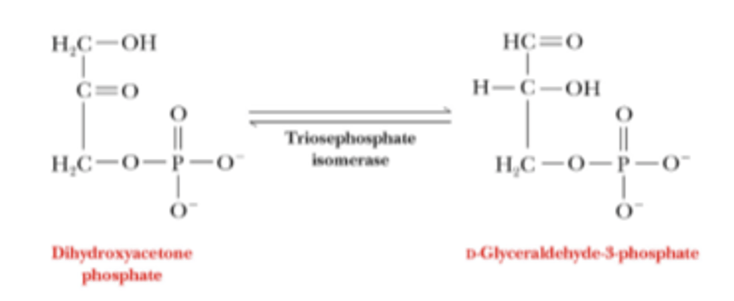 <p>DHAP is converted to glyceraldehyde-3-phosphate (GA3P)</p>