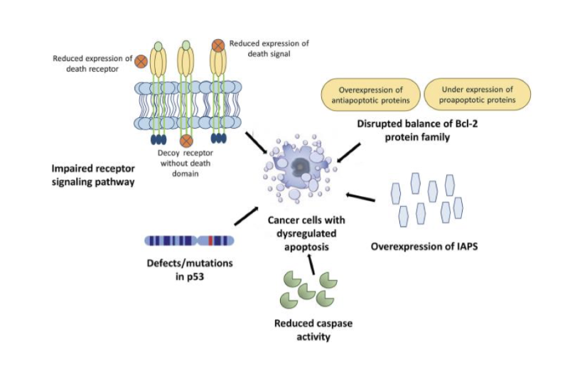 <ol><li><p>impaired receptor signalling pathway</p></li></ol><ul><li><p>reduced expression of death receptor and death signal</p></li></ul><ol start="2"><li><p>defects/mutations in p53</p></li><li><p>disrupted balance of Bcl-2 family</p></li></ol><ul><li><p>underexpression of proapoptotic proteins </p></li><li><p>overexpression of antiapoptotic proteins</p></li></ul><ol start="4"><li><p>overexpression of IAP5</p></li><li><p>reduced caspase activity</p></li></ol><p></p>