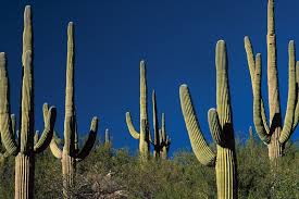 <p>What type of plants are cacti categorized as?</p>