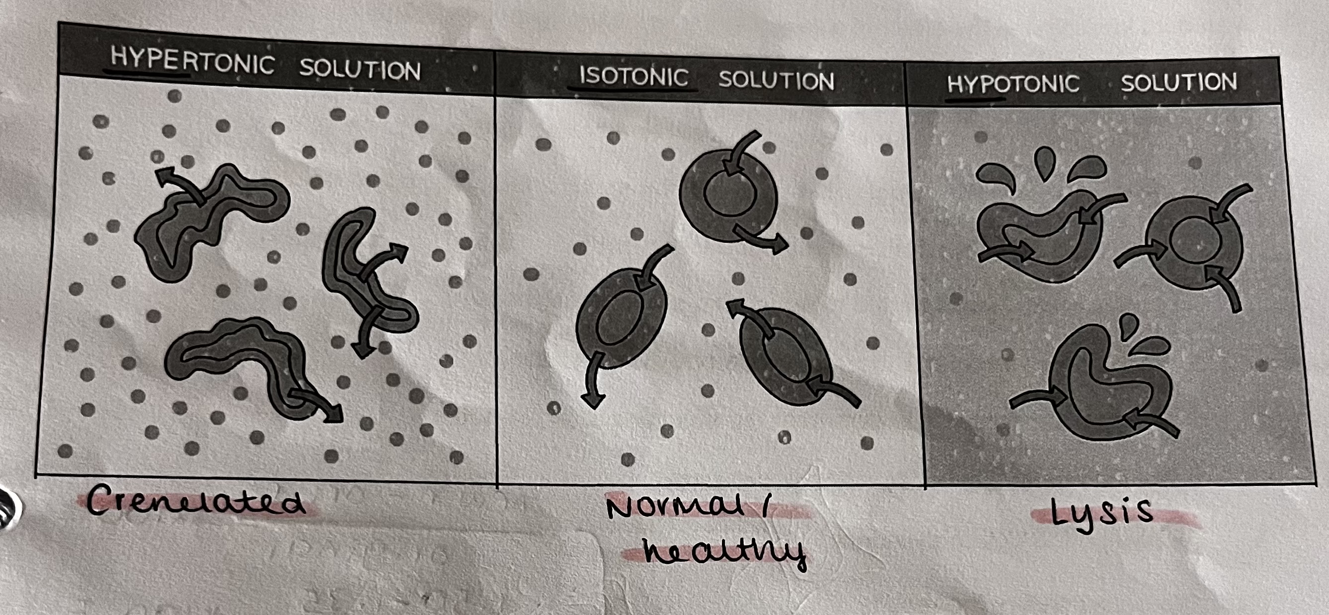 knowt flashcard image