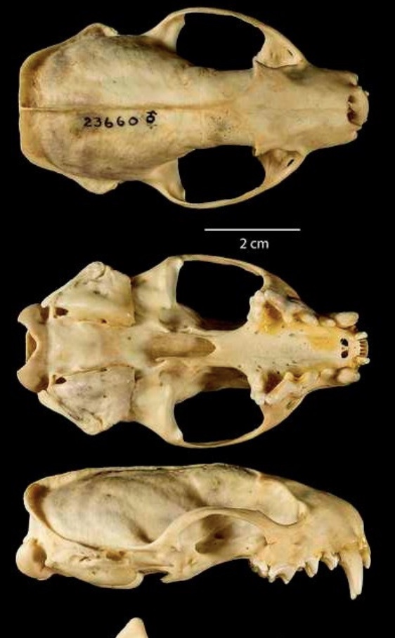 <p>Genus?</p>