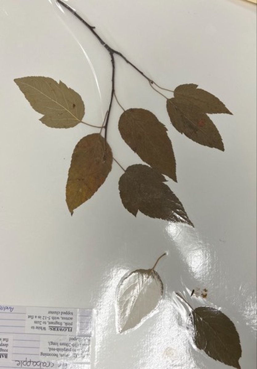 <p>alternate, lanceolate-obovate, irregular lobes, fruit is pome</p>