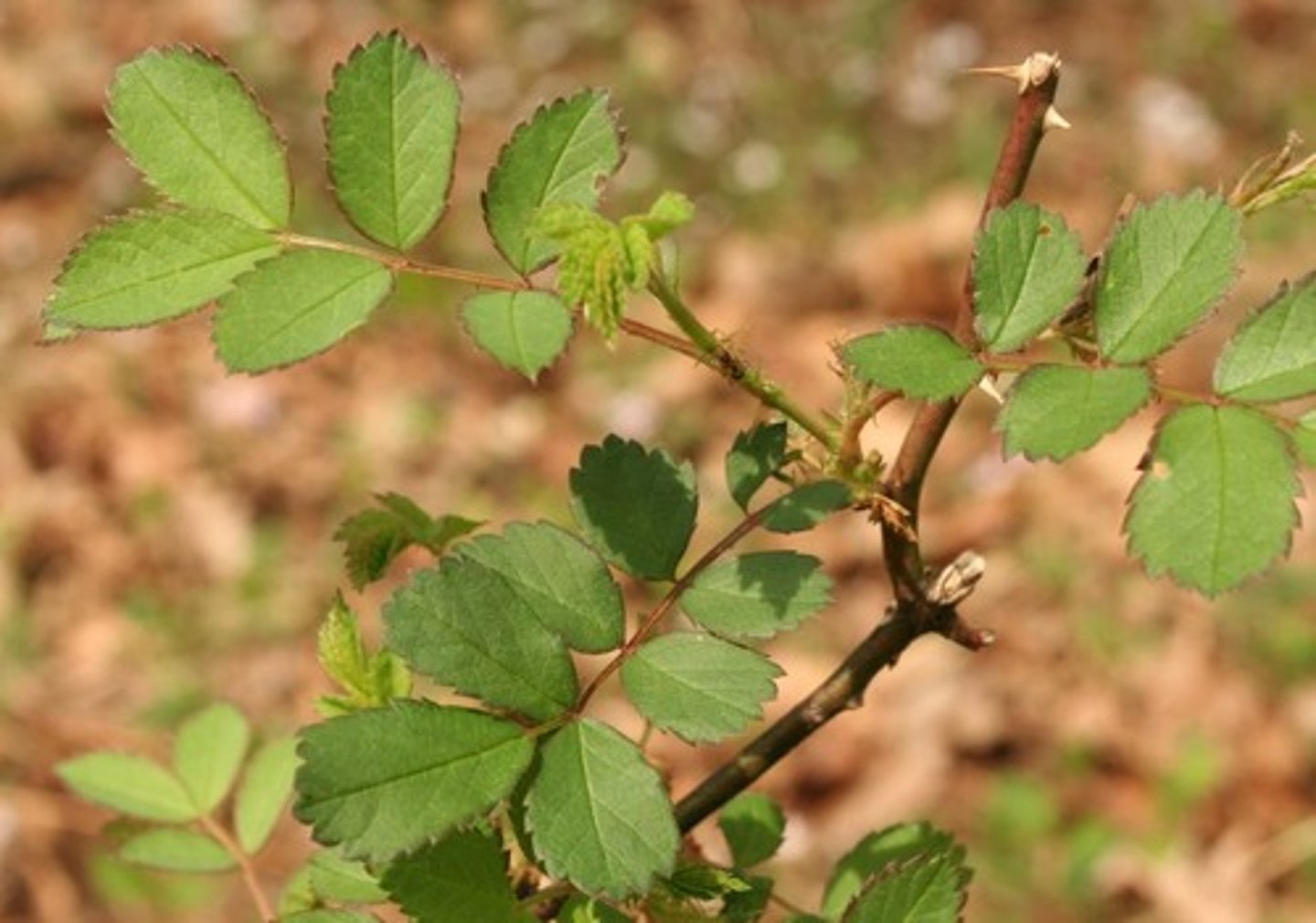 <p>multiflora rose</p><p>Family: Rosaceae</p><p>- Thorns</p><p>- Invasive!</p>