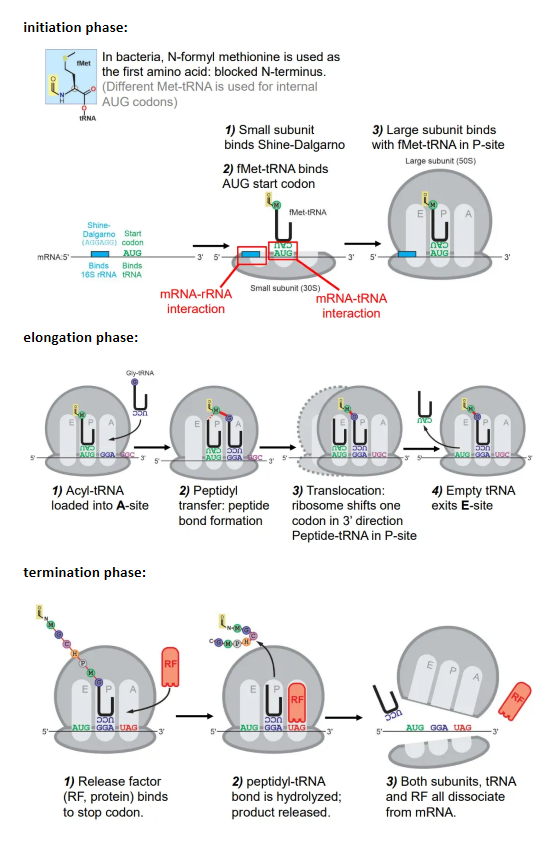 <p><strong>initiation:</strong></p><ul><li><p>the small subunit of the ribosome binds to the Shine-Dalgarno box</p></li></ul><ul><li><p>the Met-tRNA (methionine = start aa) binds to the first AUG codon after the Shine-Dalgarno box</p></li><li><p>the large subunit then binds to the Met-tRNA at the P site</p></li></ul><p></p><p><strong>elongation:</strong></p><ul><li><p>the charged tRNA molecule for the next codon is loaded into the A site, and a peptide bond forms between the two amino acids </p><ul><li><p>the amino group of the incoming amino acid attacks the carbonyl carbon nucleophilically</p></li><li><p>this is catalysed by the peptidyl transferase ribozyme, which contains an adenine base that accepts and donates a proton to hydrolyse the peptide-tRNA bond</p></li></ul></li><li><p>the ribosome shifts one codon, so the first tRNA is now in the E site, and exits</p></li><li><p>the second tRNA is now in the P site, so the process repeats, with new tRNA molecules being loaded into the A site and peptide bonds forming</p></li></ul><p></p><p><strong>termination:</strong></p><ul><li><p>a release factor (RF) protein binds to the stop codon at the A site</p></li><li><p>this causes the peptide-tRNA bond to be hydrolysed, so the peptide is released</p></li><li><p>both subunits, the tRNA and the RF protein dissociate from the mRNA</p></li></ul><p></p>