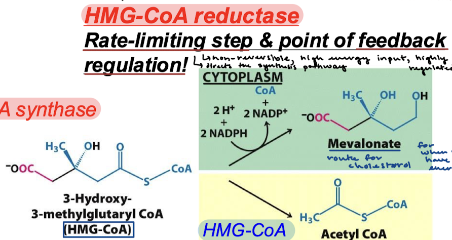 <p>HMG-CoA reductase reaction in Stage 1 reaction 2.</p>