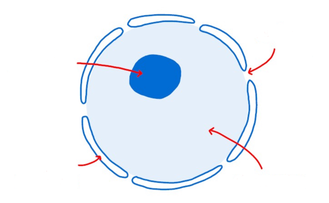 <p>Label the nuclear pore in the structure of the nucleus </p>