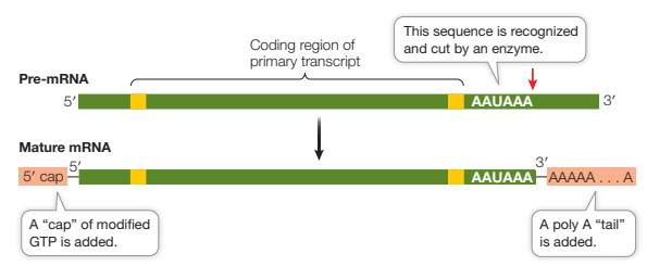 <p>In the nucleus:</p><ol><li><p>RNA splicing removes introns and splices exons together through recognition of certain sequences</p></li><li><p>5’ “cap” of GTP is added which facilitates the binding of mRNA to the ribosome for translation, and protects the mRNA from being digested by ribonucleases</p></li><li><p>Poly A tail added to 3’ end </p></li></ol><p></p>
