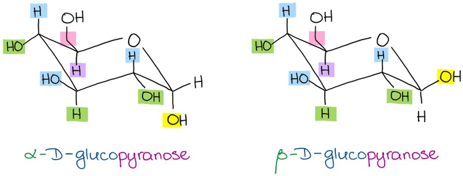 <p>Which glucose is the predominant form?</p>