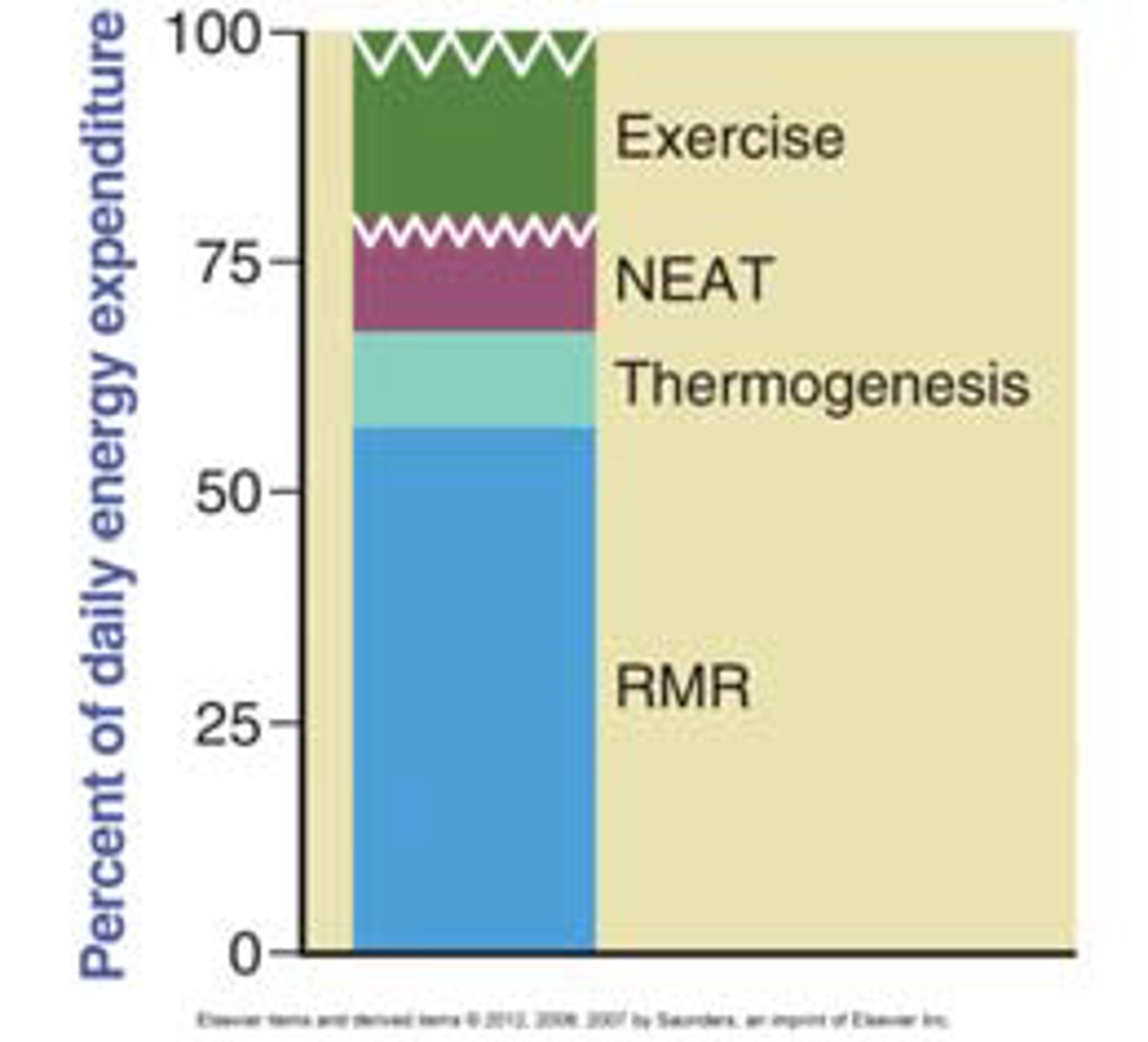 <p>how much energy you burn at rest</p><p>- will decrease with weight loss as compensation to remain at set point weight</p>