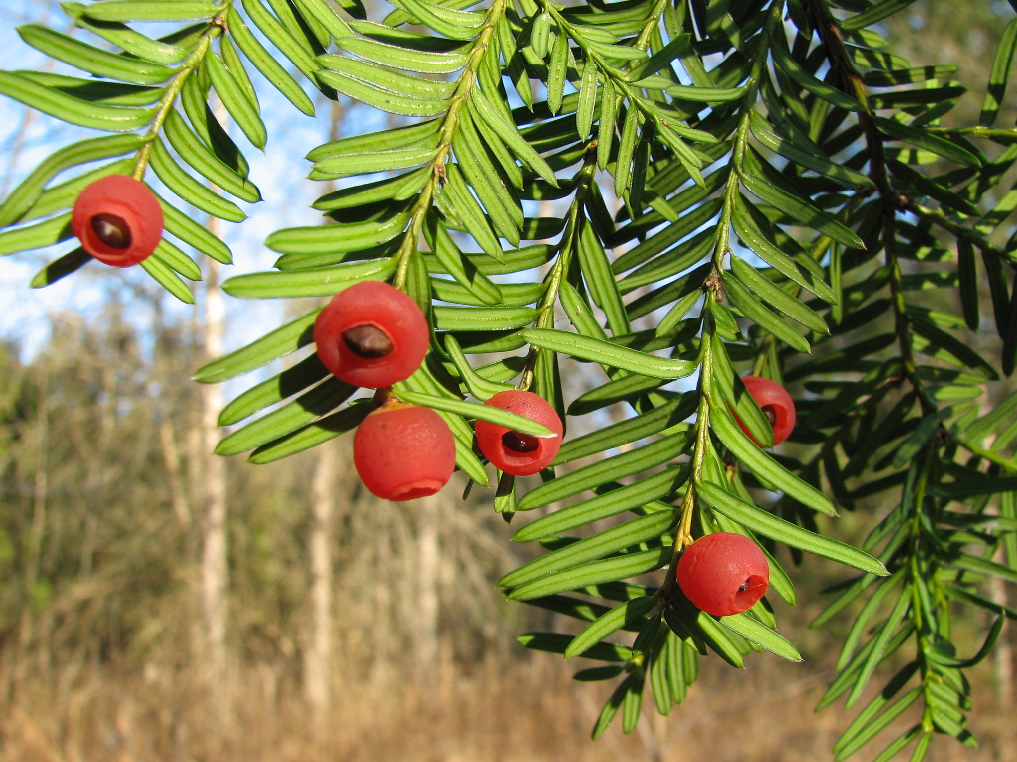 <p>Familja Tisore</p>