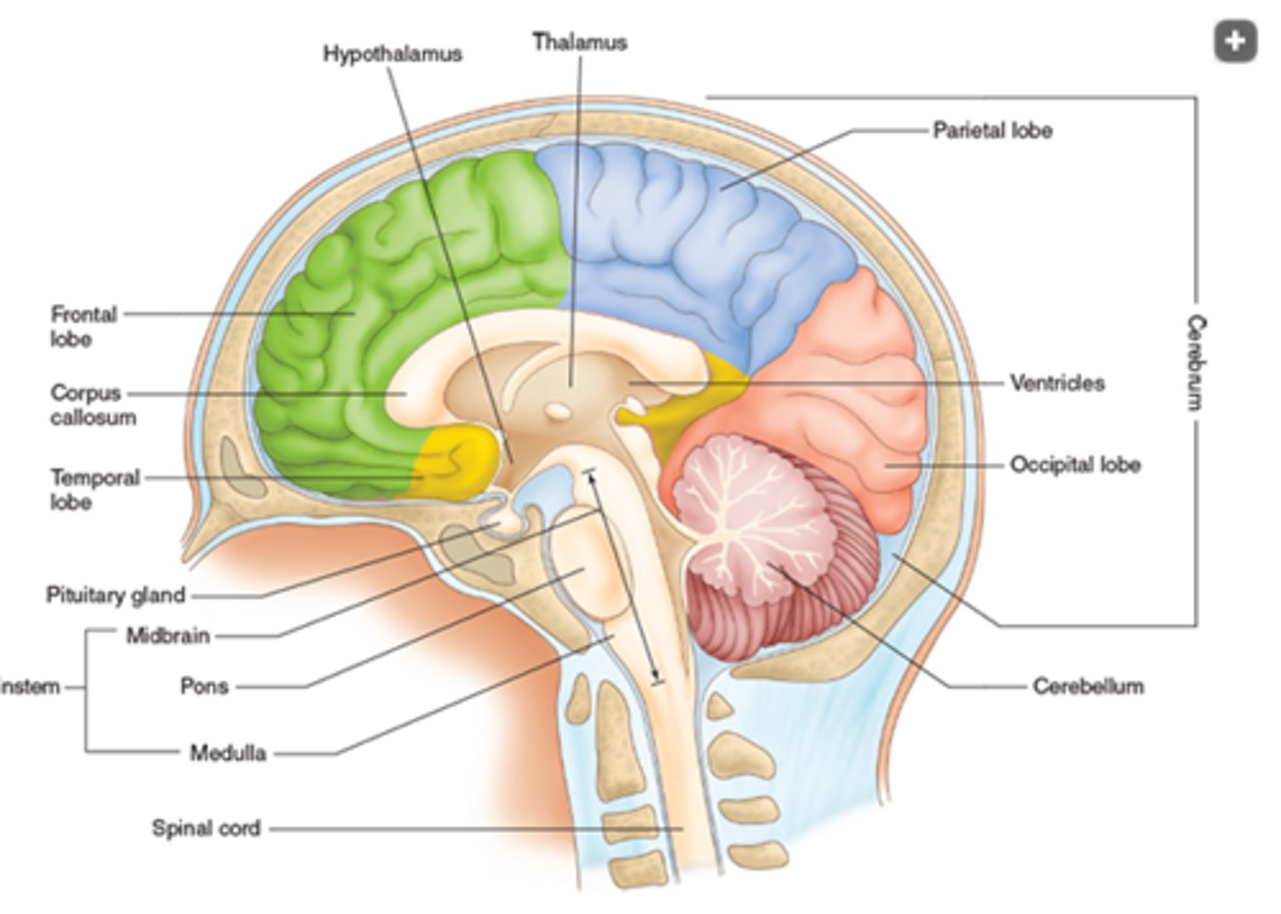 <p>Cool and cushion these organs from shock or injury. Nourish the brain and spinal cord by transporting nutrients/chemical messengers to these tissues</p>