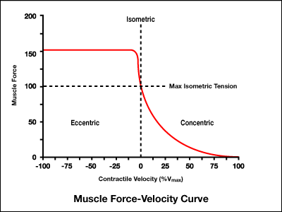 <p>What does the force-velocity chart state about a concentric contraction?</p>
