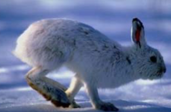 <p>Lepus americanus</p>