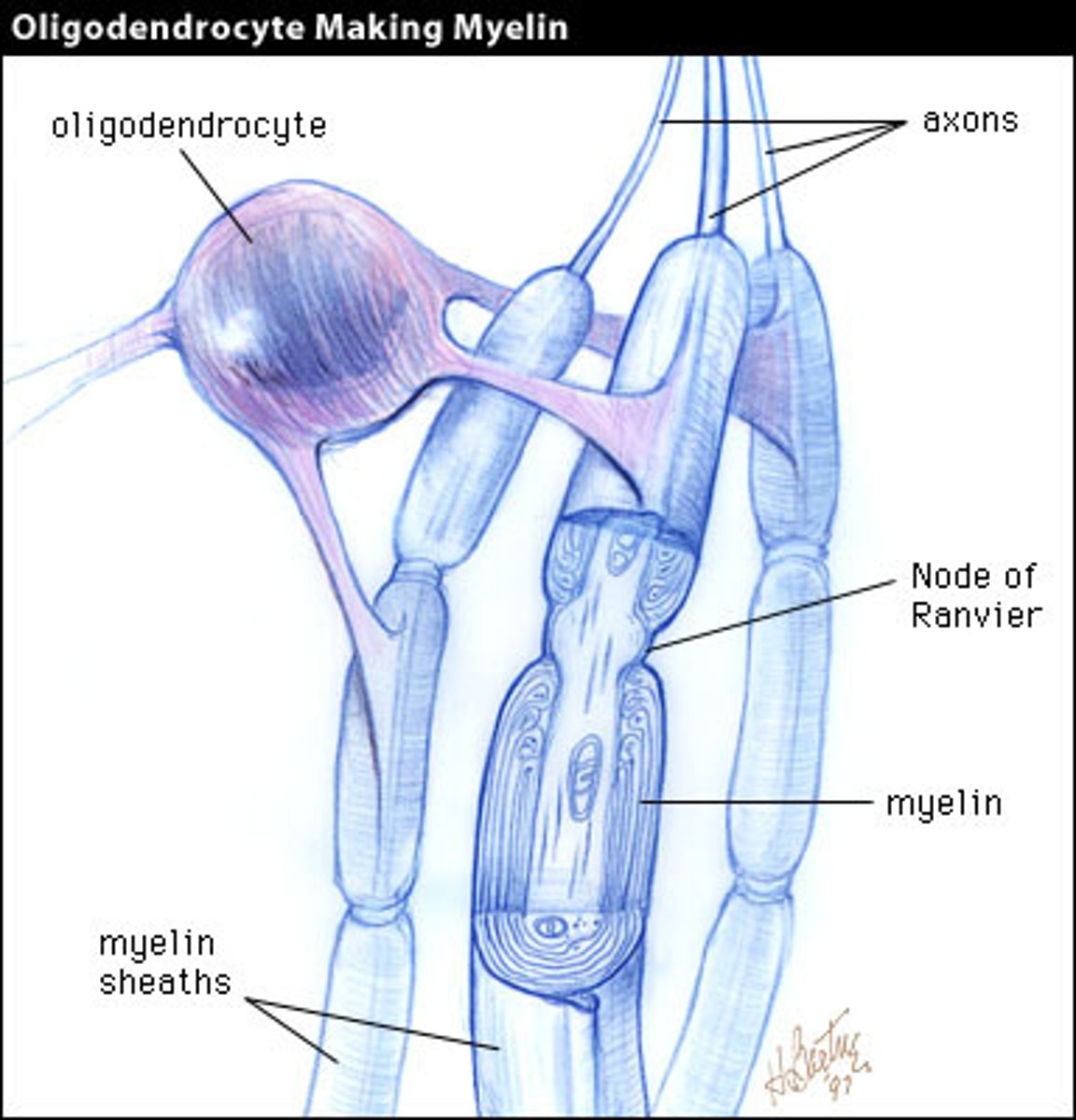 <p>A type of glial cell that forms insulating myelin sheaths around the axons of neurons in the central nervous system.</p>