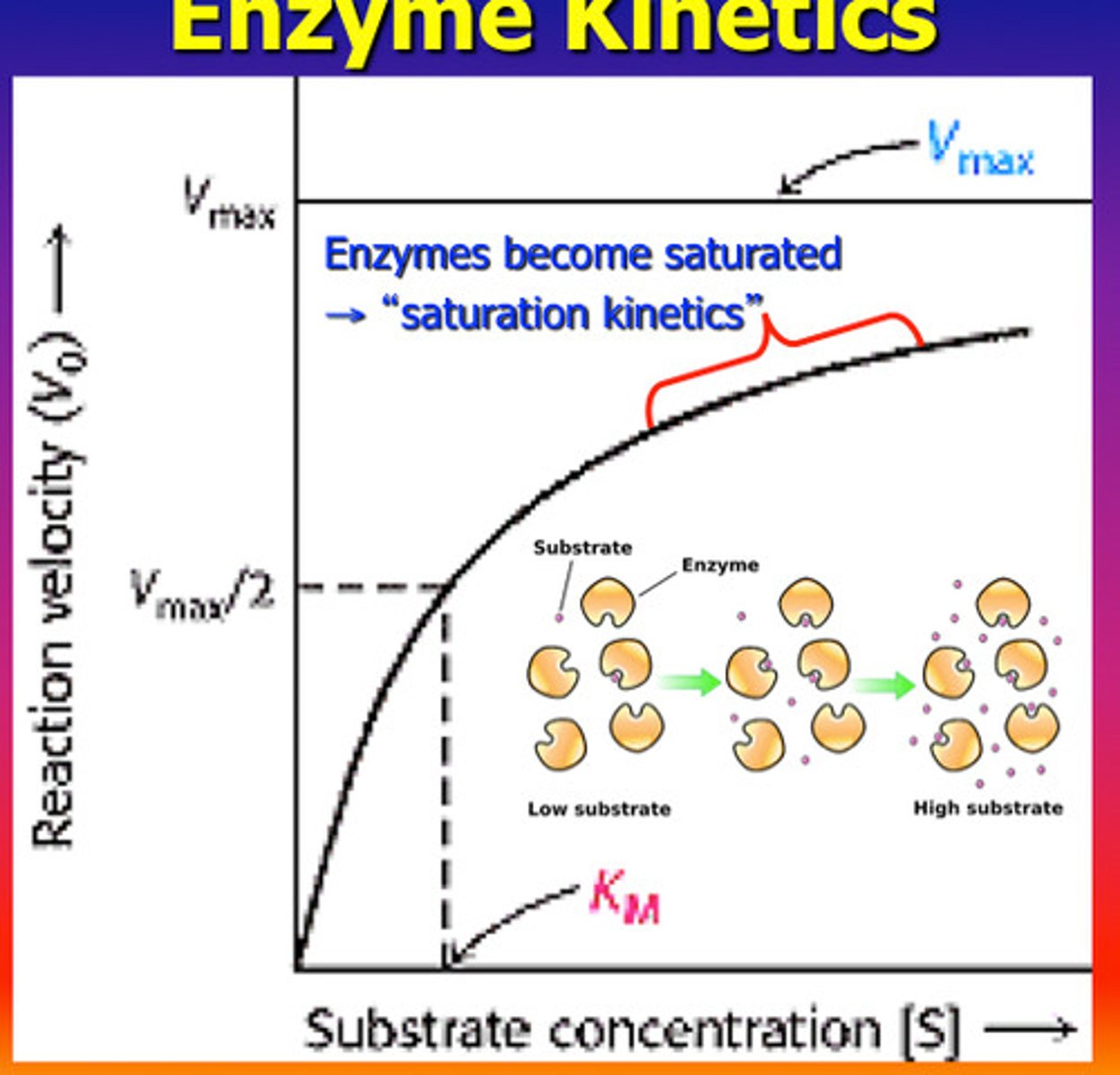 <p>Describes an enzyme's maximum activity when every active site is being used.</p>