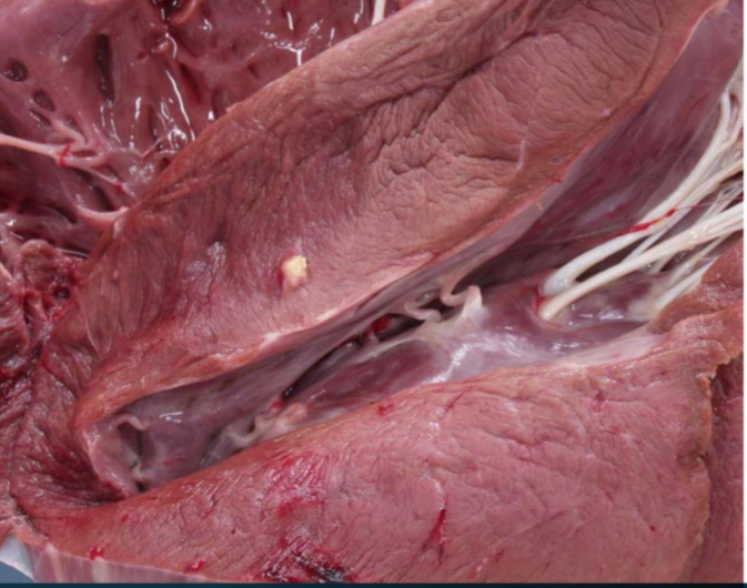 <ol><li><p>Compulsory inspection of bovine heart</p></li><li><p>Describe the lesion using 3 words</p></li><li><p>Potential diagnosis</p></li><li><p>Judgement</p></li></ol><p></p>