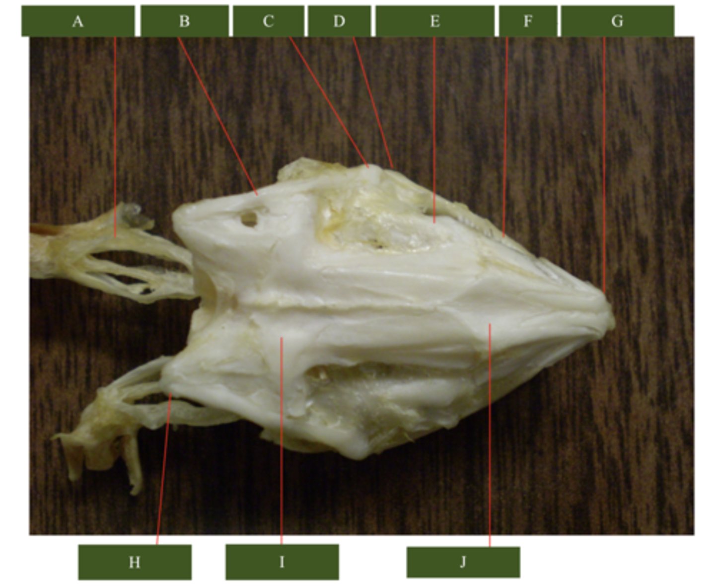 <p>What does letter J point to?</p>