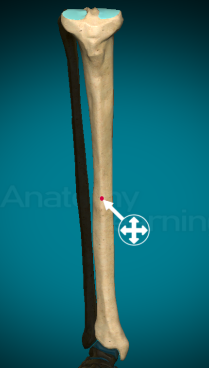 <p>a narrow, raised ridge along the long edge of a bone</p>