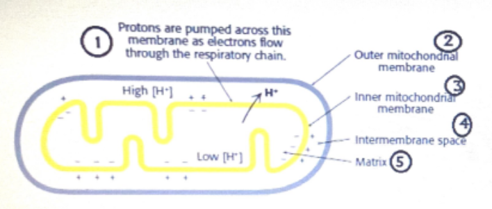 <p>according to the chemiosmotic hypothesis which location will have basic pH</p><p>( higher than neutral such as 9.5 or so) after the pumping process?</p><p></p><p></p>