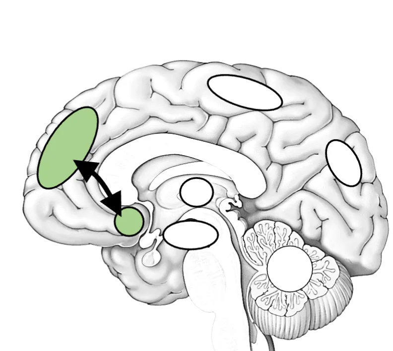 <p>frontospatial network </p>