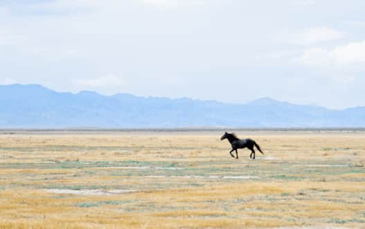 <p>Neuropsychological<strong> Visual Cortex Damage</strong></p>