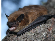 <p>one of the largest bats in KS; 2 upper incisors and 1 upper premolar</p>