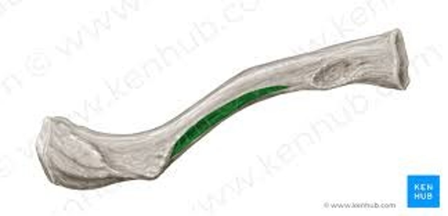 <p>runs along the posteroinferior quadrant of the mid-shift, an insertion for the subclavius muscle between the CLAVICLE and RIBs cage</p>
